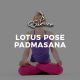 Lotus-Pose