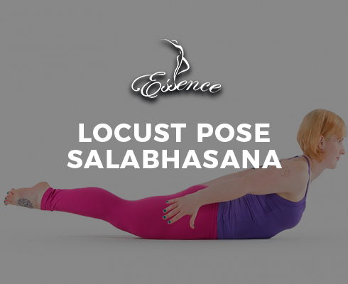 Locust Pose Salabhasana - Essence